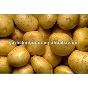 China fresh potato